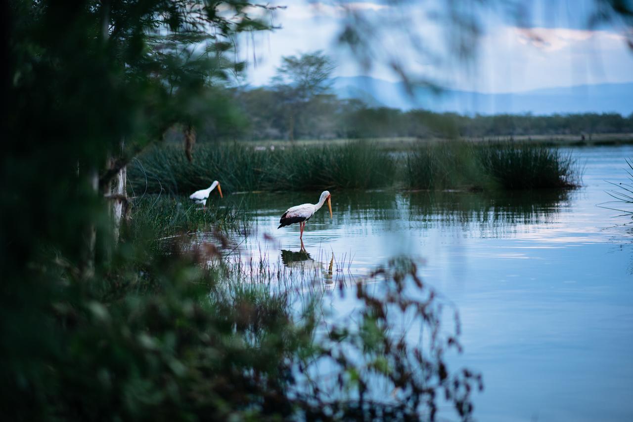 Sirville Lake Elementaita Lodge Gilgil Exteriör bild