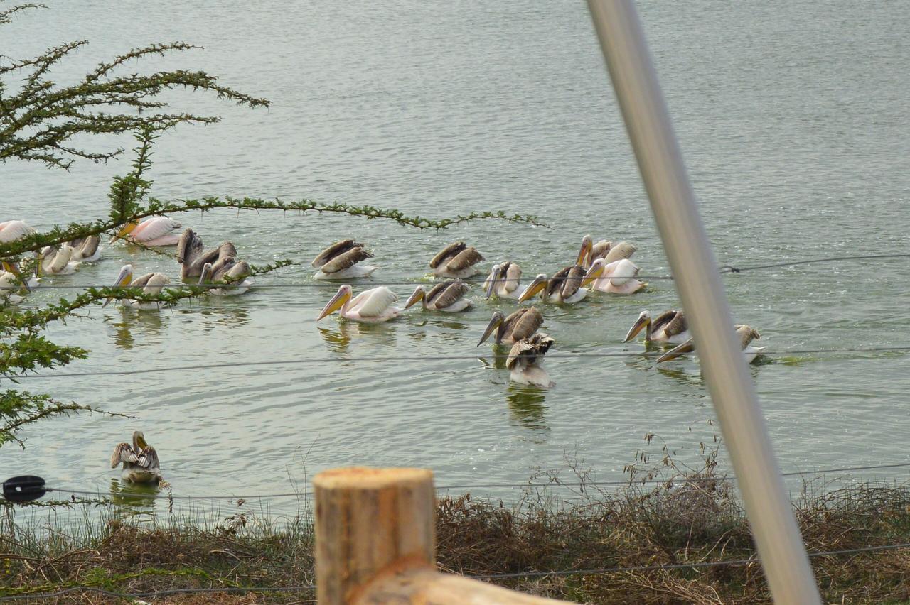 Sirville Lake Elementaita Lodge Gilgil Exteriör bild