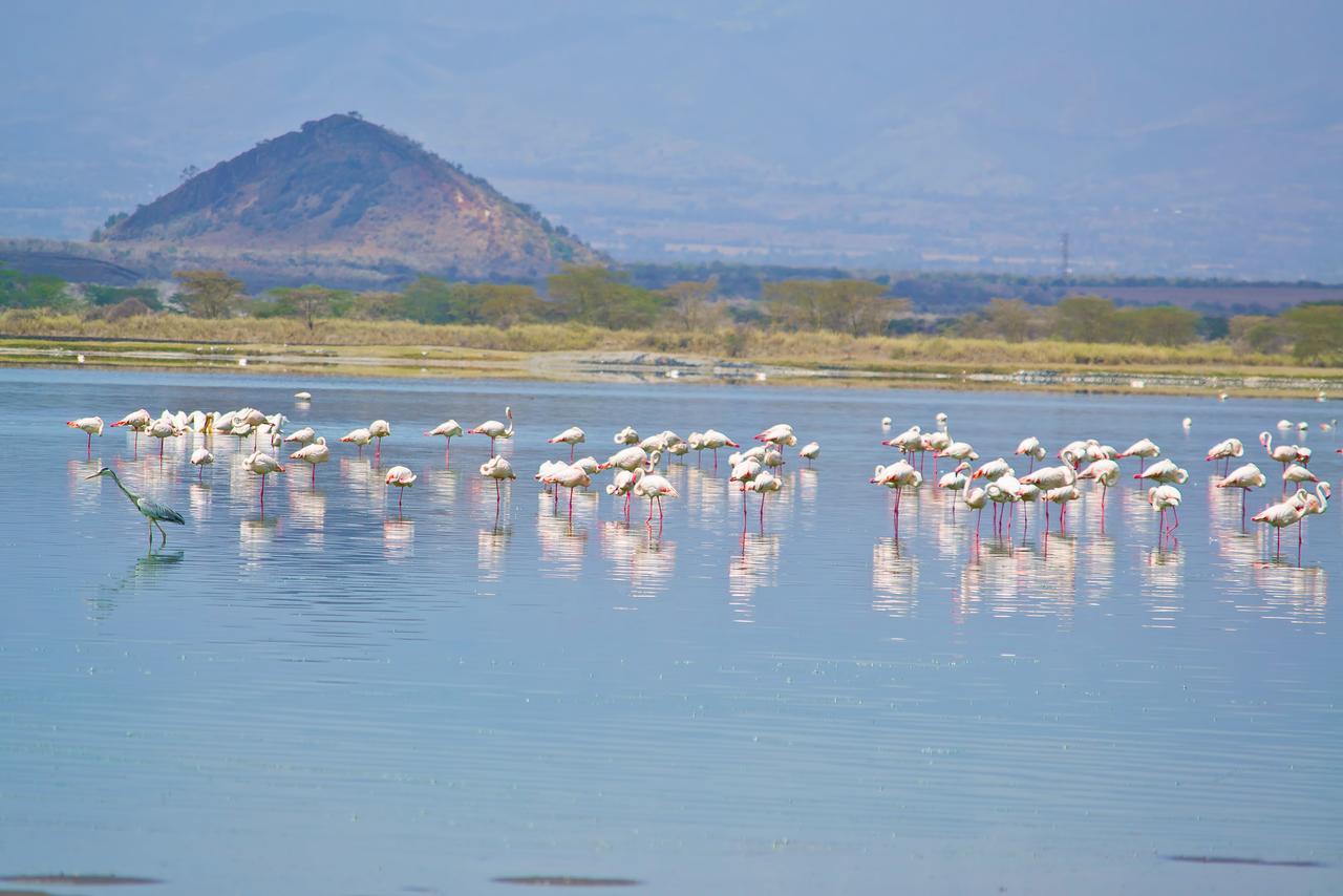 Sirville Lake Elementaita Lodge Gilgil Exteriör bild